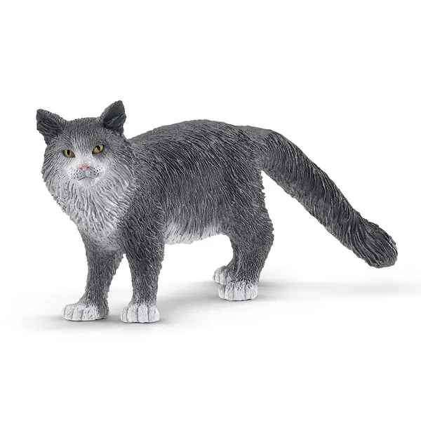 Maine-Coon-Katze