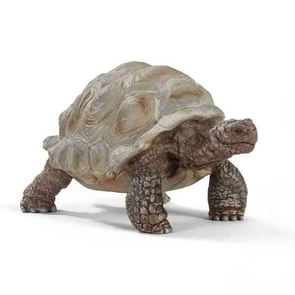 Riesenschildkröte