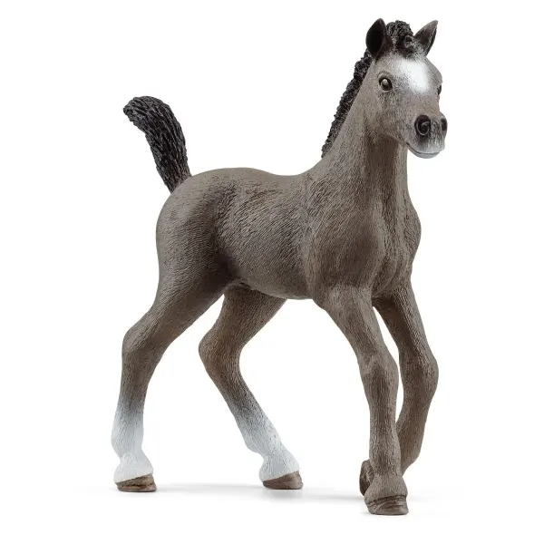 Cheval de Selle Francais Fohlen