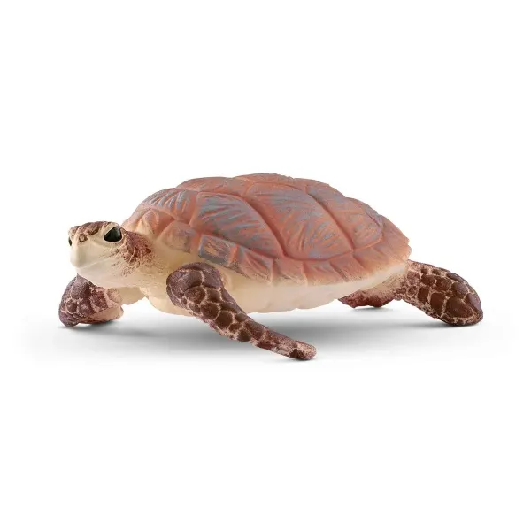 Echte Karettschildkröte (bundle)