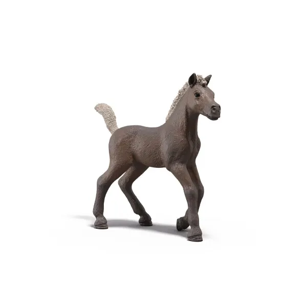 Sammelfohlen Darcy
