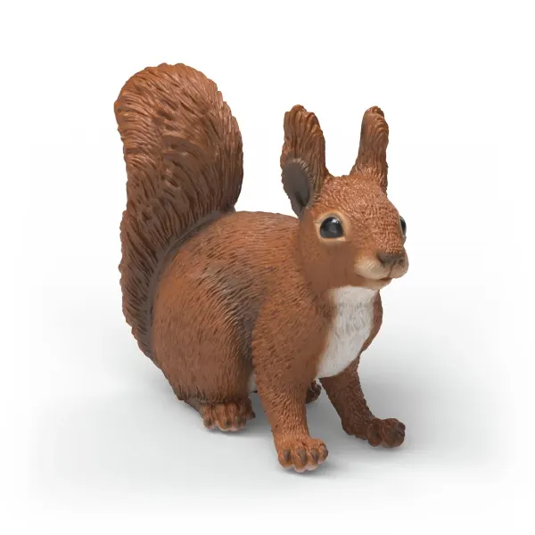 Eichhörnchen